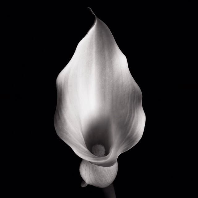 ORIGINAL Inspiration Robert Mapplethorpe 